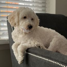 Goldendoodles from Stone Hearth Doodles