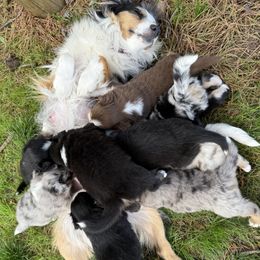 Miniature Australian Shepherd puppies from Wishing Tree Minis