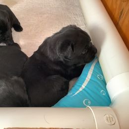 Labrador Retriever Puppies from Bogs Edge Labradors