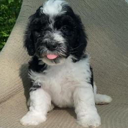 Biscuit - Black and white male Sheepadoodle puppy in Columbia, Tennessee from Primrose Cottage Puppies