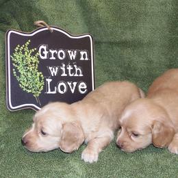 Dachshund puppies from The Jewelry Dox