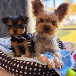 Ace - Chocolate, tan and white male Yorkshire Terrier puppy in Marysville, Washington from Nina