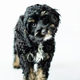 Sundae - Australian Labradoodle