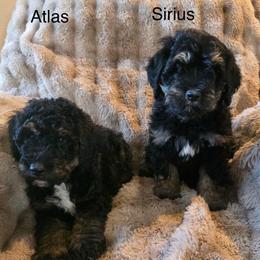 Sirius - Phantom male Bernedoodle puppy in Churchill County Fallon, Nevada from Card Family Ranch