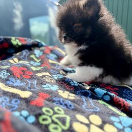 Wolf sable parti boy - Wolf sable male Pomeranian puppy in Maynardville, Tennessee from Knox Posh Poms