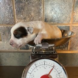 Girl 1 - female Australian Cattle Dog puppy in Reed Point, Montana from Heelers and Highlands