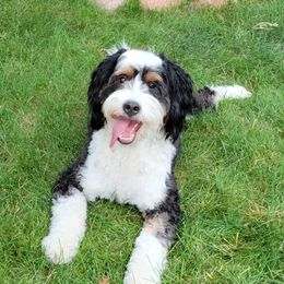 Willow - Bernedoodle