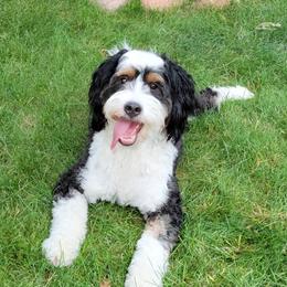 Willow - Bernedoodle