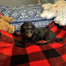 Dachshund Puppies from Dashing Doxie’s