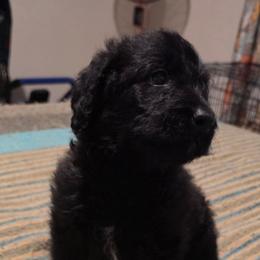 Wavy haired black male - Black male Goldendoodle puppy in San Antonio, Texas from Sagebrush Labradors and Doodles