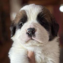 Pink Collar - Brown and white male Saint Bernard puppy in New York from Johnson Farms