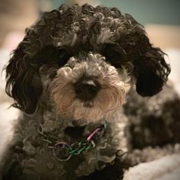 Zephyr - Merle male Shichon puppy in Grand Rapids, Michigan from Great Lakes Teddy Bear Dogs