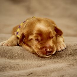Anna - Red female Australian Labradoodle puppy in Stanwood, Washington from Victoria Creek Australian Labradoodles