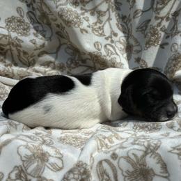 Carl dean - Piebald male Dachshund puppy in Dobson, North Carolina from Oakleys Dachshund Haven