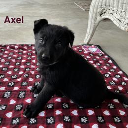 Axel - Black male German Shepherd puppy in Whitehouse, Ohio from Providence Landhaus