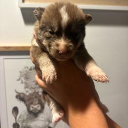 Girl 2 - Red and white female Siberian Husky puppy in Pelham, Alabama from Tails & Belles Dog Breeding