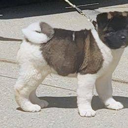 Akita Puppies from Magnolia Akitas