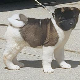 Akita Puppies from Magnolia Akitas