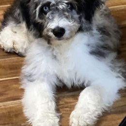 Aussiedoodle, Australian Shepherd, and Toy Australian Shepherd Puppies from Tumblin T Aussies and Aussiedoodles