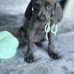 Girl 2 - female Weimaraner puppy in Clarion, Pennsylvania from Hilltop Farms