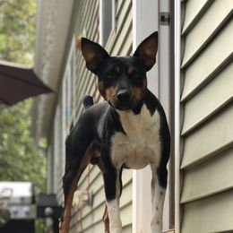 Maze - Rat Terrier