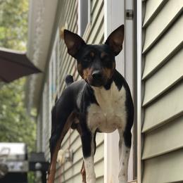 Maze - Rat Terrier