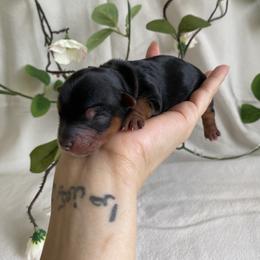 Maarva - Black and tan female Yorkshire Terrier puppy in Stockton, California from Lala & Co.