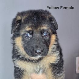 Yellow - Black and tan female German Shepherd puppy in Tony, Wisconsin from Muddy Acres German Shepherds
