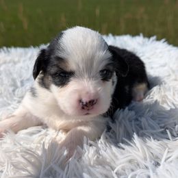 Spooky - Fluffy boy - Black and tan male Pembroke Welsh Corgi puppy in Poteau, Oklahoma from Half-Pint Corgis