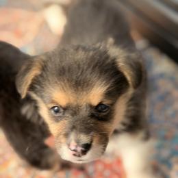 Zoro - Black and tan male Pembroke Welsh Corgi puppy in Snellville, Georgia from Laur's Classic Corgis