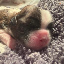 Tatum - Gold and white female Shih Tzu puppy in Hemet, California from Aloha Shih Tzu