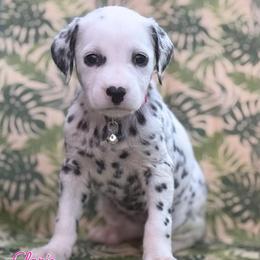 Claire -pink collar - White and black female Dalmatian puppy in Whitwell, Tennessee from Rock a Dalmatian “RockADal”