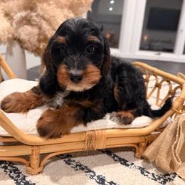 Orange cream - Phantom male Bernedoodle puppy in North Royalton, Ohio from Johnson's Doodles
