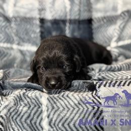 Light purple - Black female Labrador Retriever puppy in Beaverdam, Virginia from Riverside Sunset Labrador Retrievers
