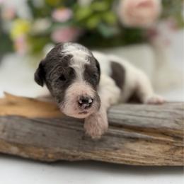 Rhett - Gray and white male Sheepadoodle puppy in Willacoochee, Georgia from Kitandkboodle's Doodles
