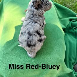Miss Red - Blue merle female Aussiedoodle puppy in Williamsburg, Iowa from Terry Lynn's Aussiedoodles/Blue Dog Ranch