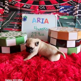 Aria - Fawn female Pug puppy in Tucson, Arizona from Cactus Pugs & Hugs