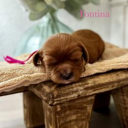 Fontina - Ruby female Cavalier King Charles Spaniel puppy in El Campo, Texas from Longhorn Cavaliers