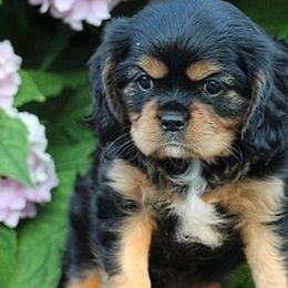 Cavalier King Charles Spaniels from Davidson's Cavaliers