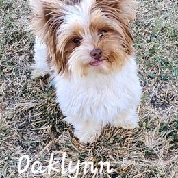Oaklynn - Yorkshire Terrier