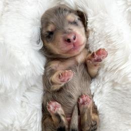 Louis - Dapple male Dachshund puppy in Redding, California from Jean & Mae Doxies