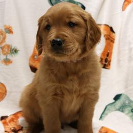 Buckaroo - Dark golden male Golden Retriever puppy in New Weston, Ohio from Bertke AKC Golden Retrievers and Bernese Mountain Dogs