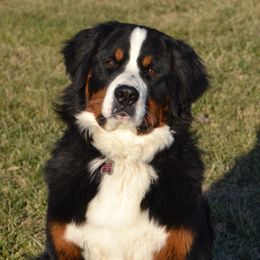 Sunshine - Bernese Mountain Dog