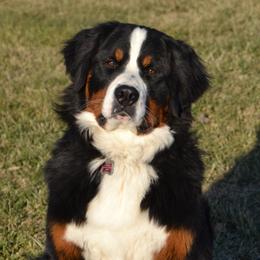 Sunshine - Bernese Mountain Dog