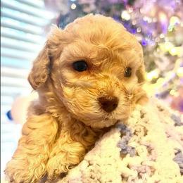 Loki - Cream male Maltipoo puppy in Hephzibah ( Richmond County ), Georgia from Healing Pawz LLC
