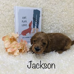 Goldendoodle Puppies from Ming’s Dynasty Doodles