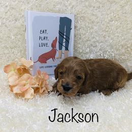 Goldendoodle Puppies from Ming’s Dynasty Doodles