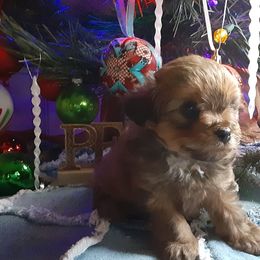 Aussiedoodles, Miniature Australian Shepherds, and Toy Australian Shepherds from KP Ranch Aussies