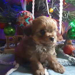 Aussiedoodles, Miniature Australian Shepherds, and Toy Australian Shepherds from KP Ranch Aussies