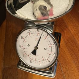 Boston Terrier Puppies from Angie's Little Bostons